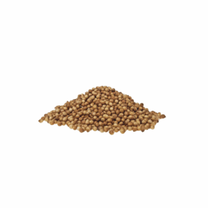 Coriander